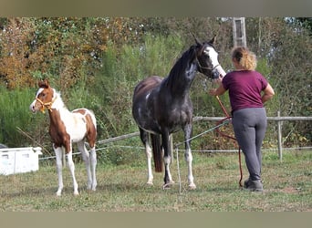 Purosangue arabo, Giumenta, 11 Anni, 149 cm, Morello