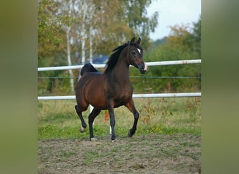 Purosangue arabo, Giumenta, 11 Anni, 150 cm, Baio scuro