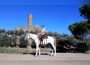 Purosangue arabo, Giumenta, 11 Anni, 152 cm, Grigio
