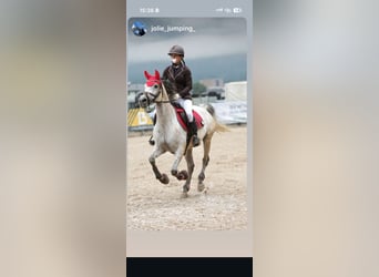 Purosangue arabo, Giumenta, 11 Anni, 153 cm, Grigio rossastro
