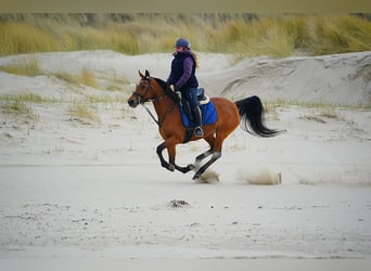 Purosangue arabo, Giumenta, 11 Anni, 154 cm, Baio chiaro