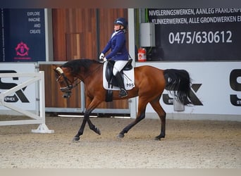 Purosangue arabo, Giumenta, 11 Anni, 154 cm, Baio chiaro