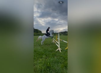 Purosangue arabo, Giumenta, 11 Anni, 157 cm, Grigio