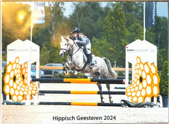 Purosangue arabo, Giumenta, 12 Anni, 146 cm, Grigio