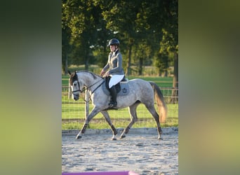 Purosangue arabo, Giumenta, 12 Anni, 146 cm, Grigio