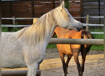 Purosangue arabo, Giumenta, 12 Anni, 148 cm, Grigio trotinato