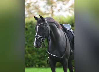 Purosangue arabo, Giumenta, 12 Anni, 148 cm, Morello