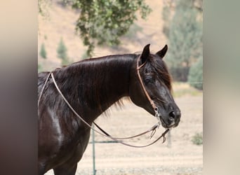 Purosangue arabo, Giumenta, 12 Anni, 152 cm, Morello