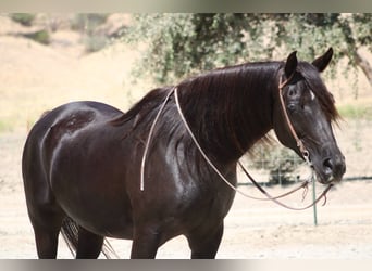 Purosangue arabo, Giumenta, 12 Anni, 152 cm, Morello