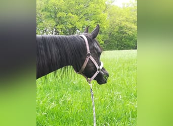 Purosangue arabo, Giumenta, 12 Anni, 153 cm, Morello