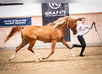 Purosangue arabo, Giumenta, 12 Anni, 156 cm, Sauro scuro