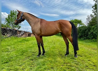 Purosangue arabo, Giumenta, 12 Anni, 159 cm, Baio ciliegia