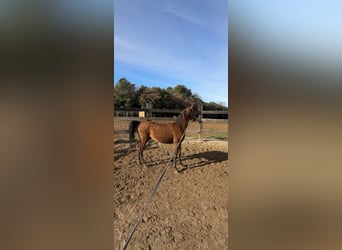 Purosangue arabo, Giumenta, 13 Anni, 147 cm, Baio