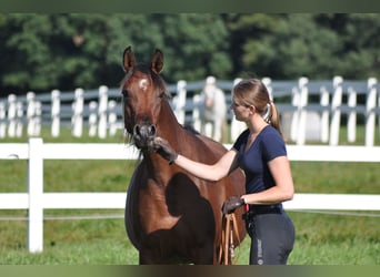 Purosangue arabo, Giumenta, 13 Anni, 158 cm, Baio