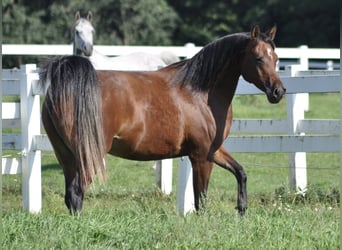 Purosangue arabo, Giumenta, 13 Anni, 158 cm, Baio