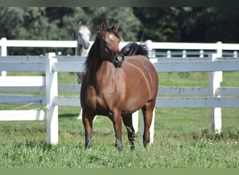Purosangue arabo, Giumenta, 13 Anni, 158 cm, Baio