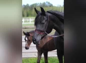 Purosangue arabo, Giumenta, 14 Anni, 154 cm, Morello