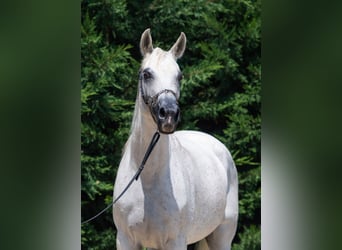 Purosangue arabo, Giumenta, 14 Anni