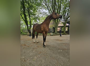 Purosangue arabo, Giumenta, 15 Anni, 151 cm, Baio ciliegia