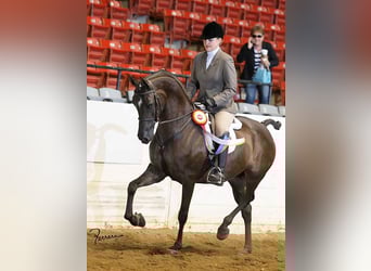Purosangue arabo, Giumenta, 15 Anni, 152 cm, Morello