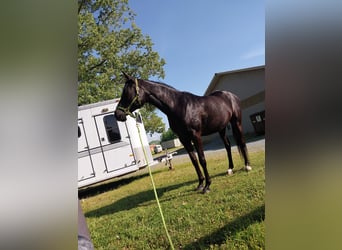 Purosangue arabo, Giumenta, 15 Anni, 152 cm, Morello