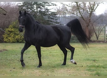 Purosangue arabo, Giumenta, 15 Anni, 154 cm, Morello