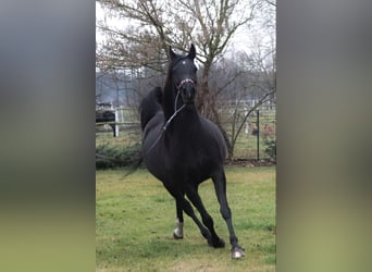 Purosangue arabo, Giumenta, 15 Anni, 154 cm, Morello