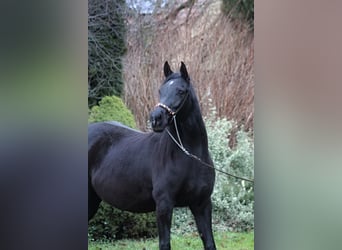 Purosangue arabo, Giumenta, 15 Anni, 154 cm, Morello