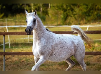 Purosangue arabo, Giumenta, 15 Anni, 155 cm, Bianco