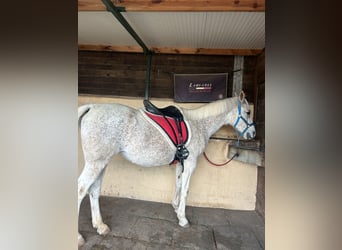 Purosangue arabo, Giumenta, 16 Anni, 158 cm, Grigio trotinato