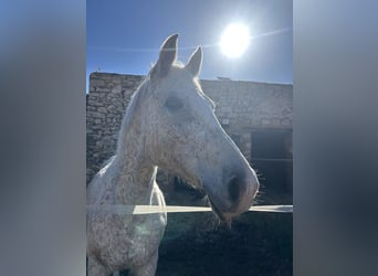Purosangue arabo, Giumenta, 16 Anni, 158 cm, Grigio trotinato
