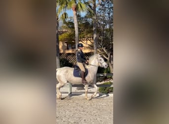 Purosangue arabo, Giumenta, 16 Anni, 158 cm, Grigio trotinato