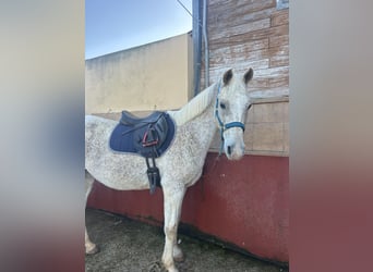 Purosangue arabo, Giumenta, 16 Anni, 158 cm, Grigio trotinato