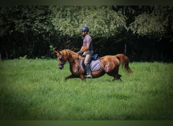 Purosangue arabo, Giumenta, 17 Anni, 157 cm, Sauro scuro