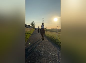 Purosangue arabo, Giumenta, 19 Anni, 148 cm, Sauro