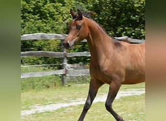 Purosangue arabo, Giumenta, 1 Anno, 150 cm, Baio