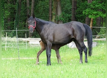 Purosangue arabo, Giumenta, 1 Anno, 153 cm, Morello