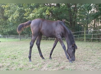 Purosangue arabo, Giumenta, 1 Anno, 153 cm, Morello