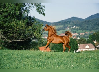 Purosangue arabo, Giumenta, 1 Anno, 153 cm, Sauro scuro