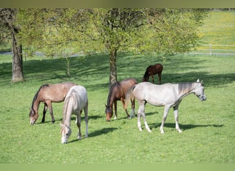 Purosangue arabo, Giumenta, 1 Anno, 154 cm, Grigio