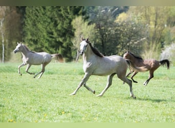 Purosangue arabo, Giumenta, 1 Anno, 154 cm, Grigio