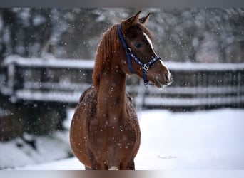 Purosangue arabo, Giumenta, 1 Anno, 155 cm, Sauro
