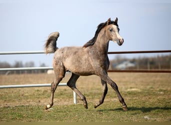 Purosangue arabo, Giumenta, 1 Anno, 156 cm, Grigio