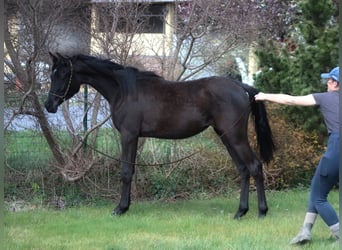 Purosangue arabo, Giumenta, 1 Anno, 157 cm, Morello