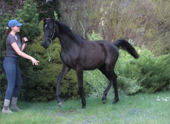Purosangue arabo, Giumenta, 1 Anno, 157 cm, Morello