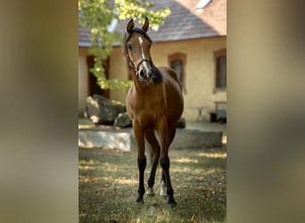 Purosangue arabo, Giumenta, 1 Anno, 160 cm, Baio
