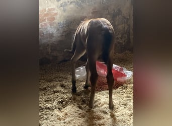 Purosangue arabo, Giumenta, 1 Anno, 160 cm, Baio