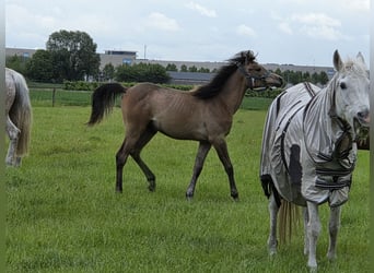 Purosangue arabo, Giumenta, 1 Anno, Baio roano
