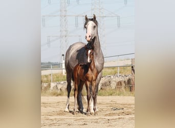 Purosangue arabo, Giumenta, 1 Anno