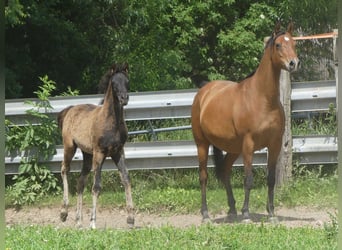 Purosangue arabo, Giumenta, 1 Anno, Morello